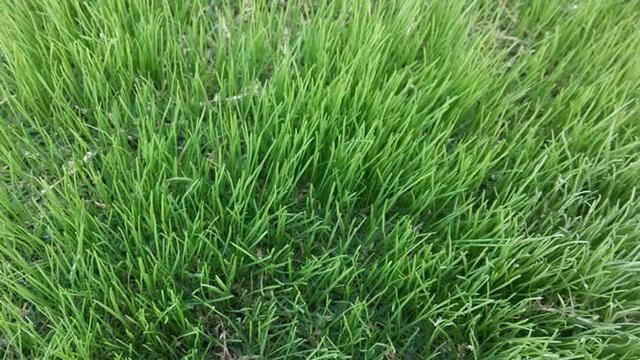 一年生黑麥草種植技術與播種方法 一年生黑麥草種植技術與播種方法