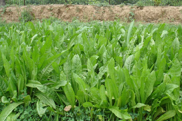 養(yǎng)豬用什么牧草種植比較好？