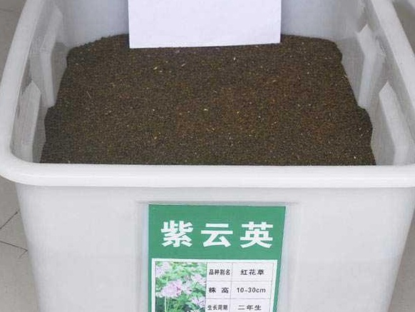 紫云英栽培技術以及田間管理方法