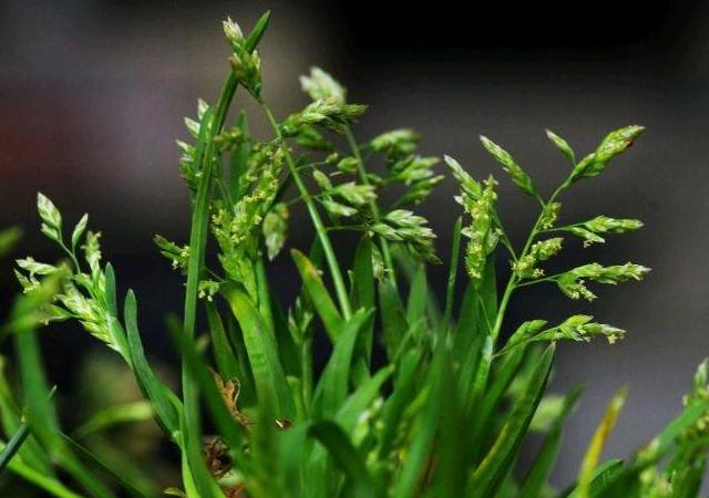 優質草坪草早熟禾的技術特點,種植養護有幾個要點 優質草坪草早熟禾的技術特點,種植養護有幾個要點