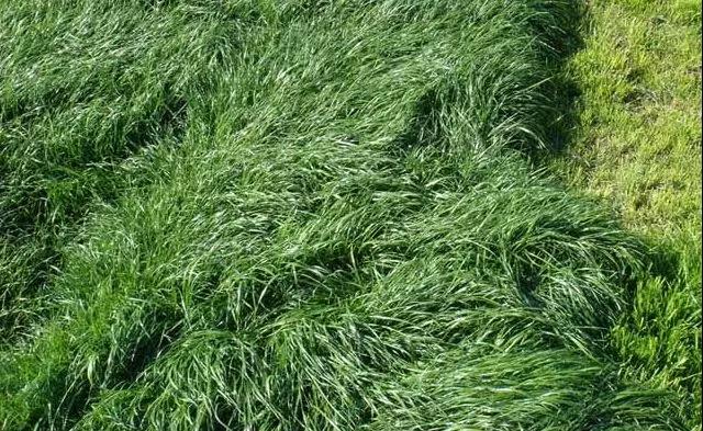 養牛最適合種植什么牧草比較好？種植方法是什么？