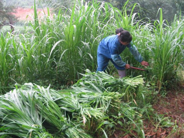 牧草種植需要注意哪些 喂牛用哪些牧草種植比較好