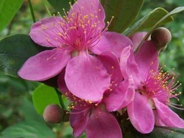 桃金娘的養(yǎng)殖方法和注意事項,有什么需要注意的 桃金娘的養(yǎng)殖方法和注意事項,有什么需要注意的