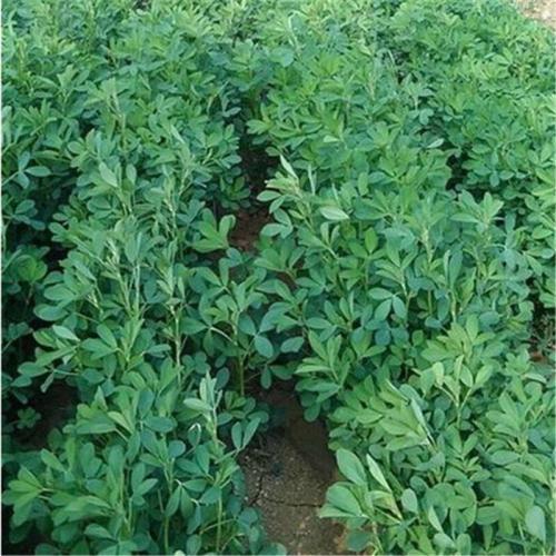 紫花苜蓿的市場(chǎng)批發(fā)價(jià)格以及播種方法