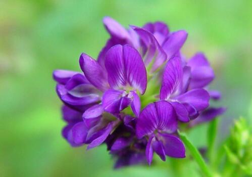 目前紫花苜蓿價(jià)格大概需要多少錢一噸?種植技術(shù)要點(diǎn)有哪些? 目前紫花苜蓿價(jià)格大概需要多少錢一噸?種植技術(shù)要點(diǎn)有哪些?