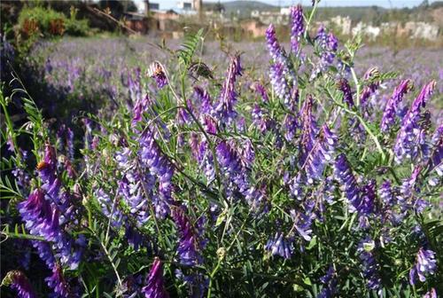 毛苕子的種植技術介紹以及播種時間 毛苕子的種植技術介紹以及播種時間
