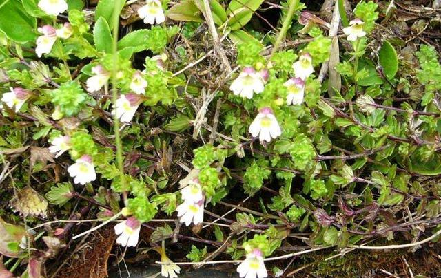 要想小米草種的好，要學會種植的技巧與方法