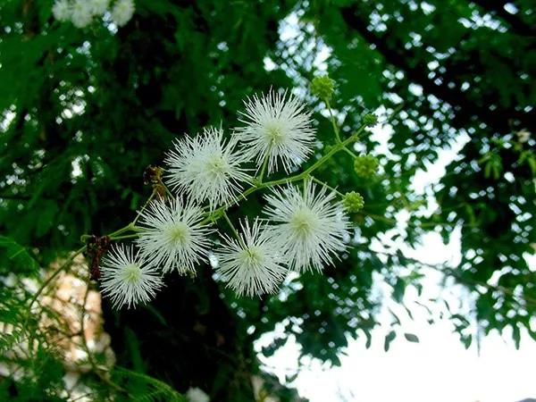 賞花——【銀合歡】主要價值