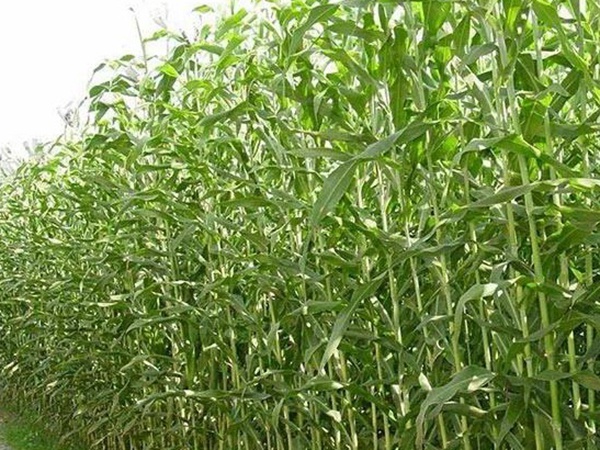 甜高粱的種植技術，種植需要注意什么