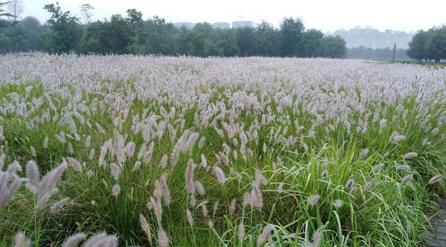 狼尾草的多種用途有哪些與種植方式
