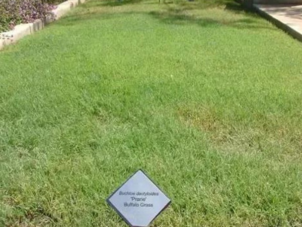 野牛草草坪建植特點以及介紹 野牛草草坪建植特點以及介紹