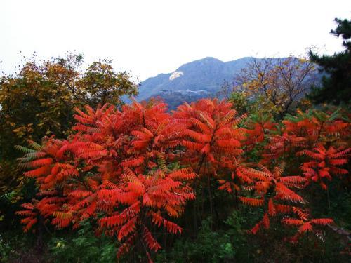 生命力頑強的鹽膚木,鹽膚木基本價值與種植技術介紹 生命力頑強的鹽膚木,鹽膚木基本價值與種植技術介紹