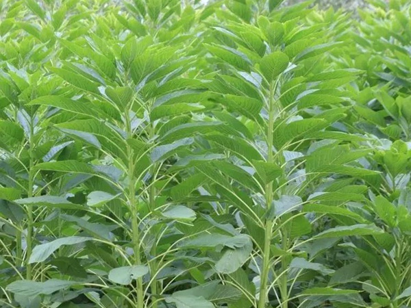 籽粒莧是一種什么植物，又什么作用