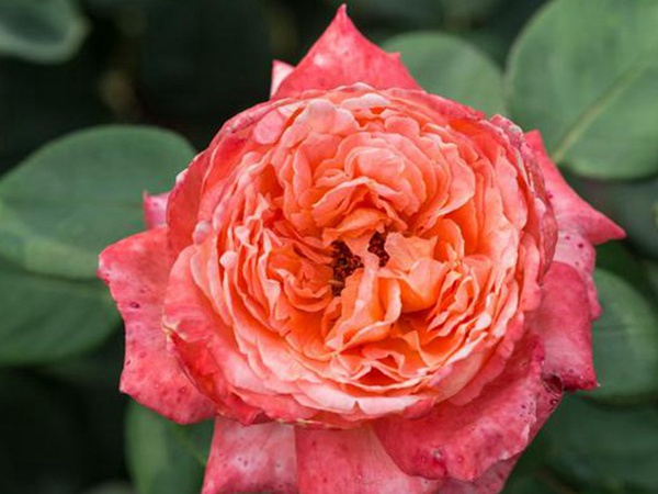 串葉松香飼用價值及方法以及播種技術(shù) 串葉松香飼用價值及方法以及播種技術(shù)