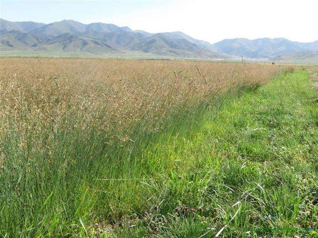 種植披堿草產(chǎn)量高必須掌握了這兩個方法 種植披堿草產(chǎn)量高必須掌握了這兩個方法