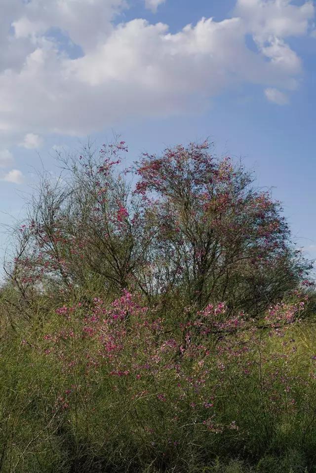 那十七公里的如此美的花棒到底是什么