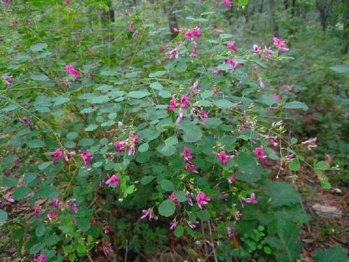 胡枝子的種植技術介紹,什么時候播種最佳? 胡枝子的種植技術介紹,什么時候播種最佳?