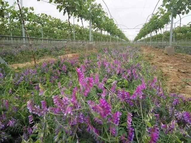 毛苕子的種植技術介紹以及播種時間 毛苕子的種植技術介紹以及播種時間