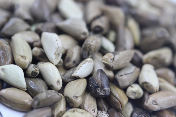 墨西哥玉米草種子種植技術,掌握好才能順利養殖 墨西哥玉米草種子種植技術,掌握好才能順利養殖