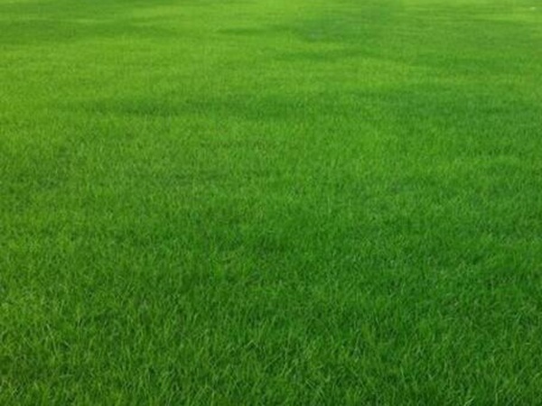 哪個公司有賣百慕大種子？種植后幾天可以發芽？