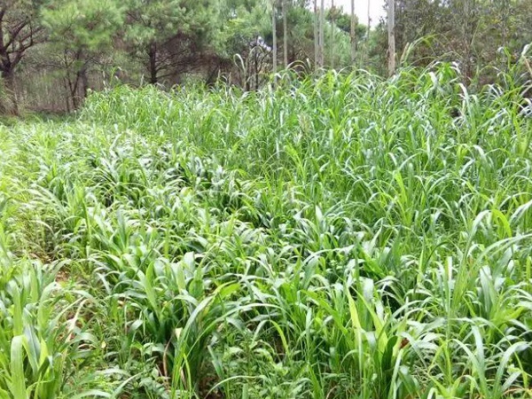 蘇丹草介紹以及主要價值，生長速度