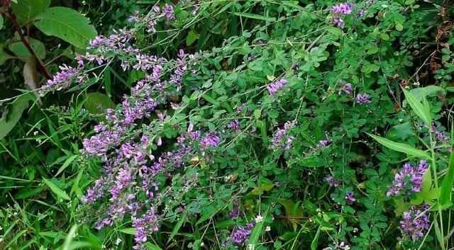 胡枝子經濟價值及種植技術 胡枝子經濟價值及種植技術