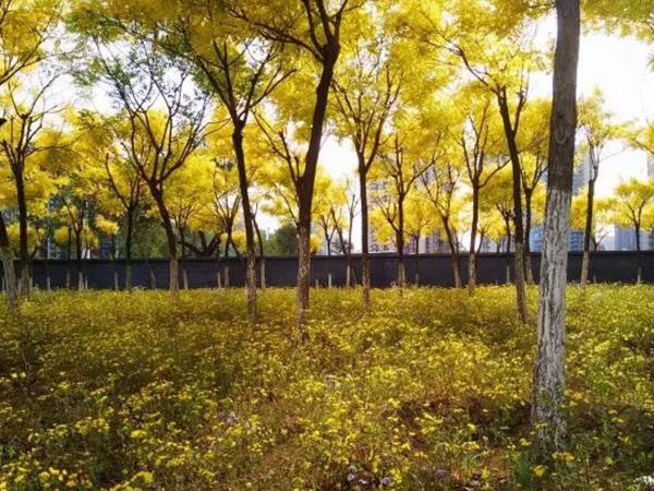 苦荬菜簡單介紹與營養價值