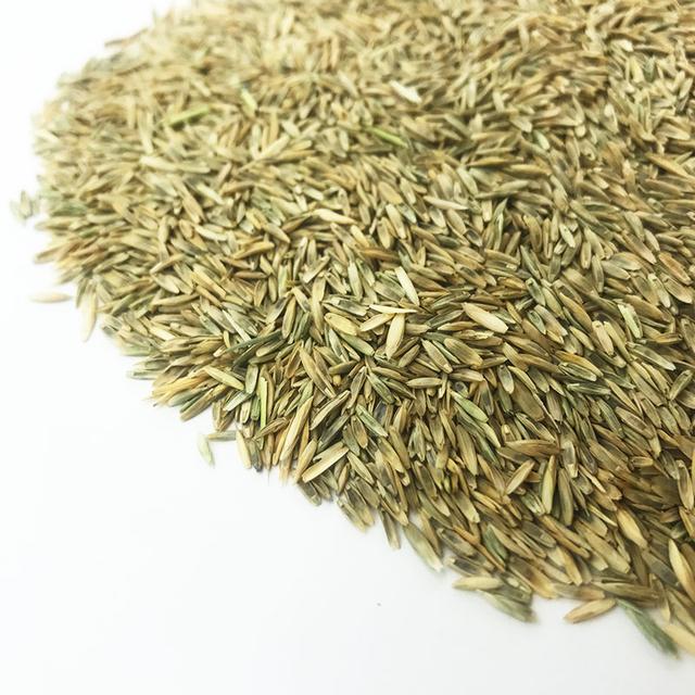 優質牧草種黑麥草，生長速度快，產量高，畜牧愛吃