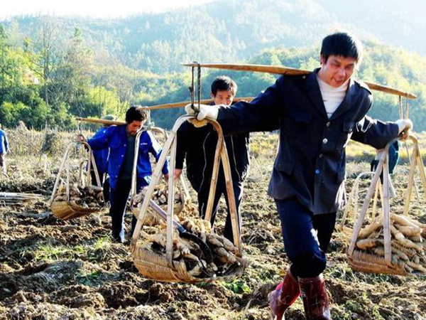 葛根扦插育苗種植的幾個步驟以及處理方法