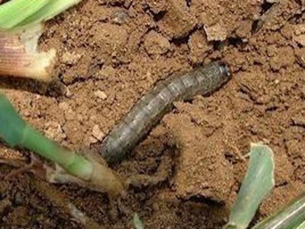 種植墨西哥玉米有這幾個要點(diǎn)，掌握好這幾個要點(diǎn)獲得高產(chǎn)量