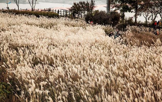 草坪有哪幾種分類(lèi)你知道嗎？