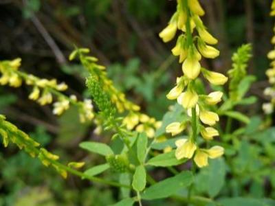 草木犀種植方法及特點介紹,什么時候種植比較好 草木犀種植方法及特點介紹,什么時候種植比較好