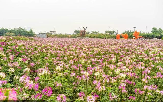 草坪有哪幾種分類(lèi)你知道嗎？