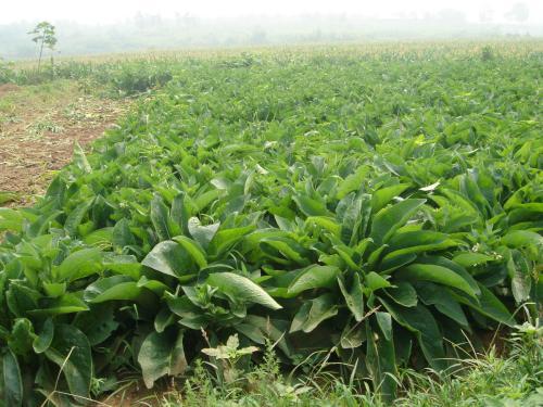 魯梅克斯的前景應(yīng)用，主要特點(diǎn)是什么？