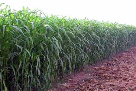 優(yōu)質(zhì)的牧草——蘇丹草，怎么種植可以高產(chǎn)