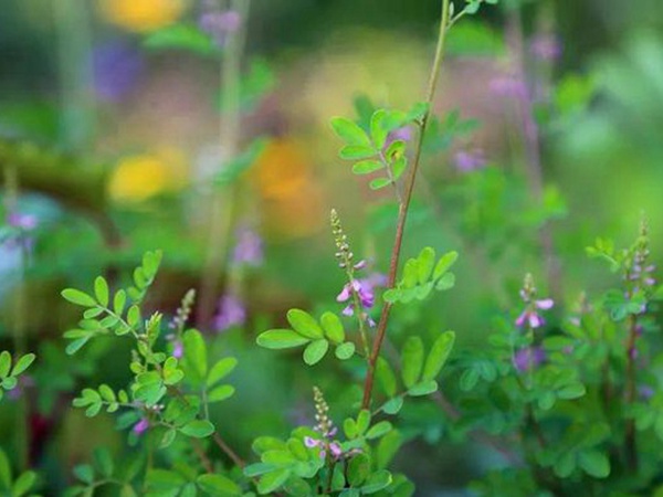 「每日一植」馬棘植物形態以及生長環境 「每日一植」馬棘植物形態以及生長環境