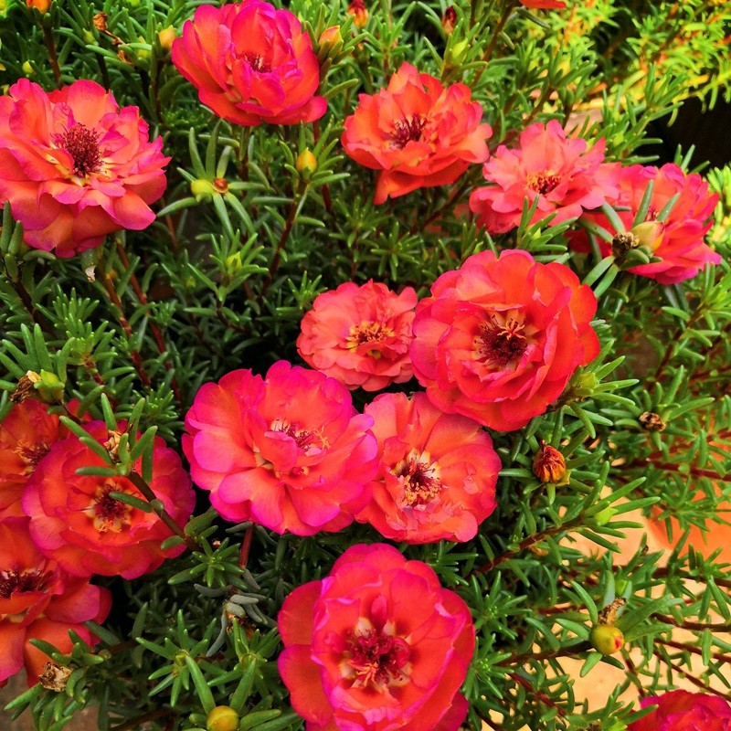 太陽(yáng)花 太陽(yáng)花