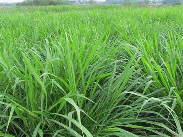 一畝地皇竹草能養幾只羊?可以養多少頭牛在南方地區? 一畝地皇竹草能養幾只羊?可以養多少頭牛在南方地區?