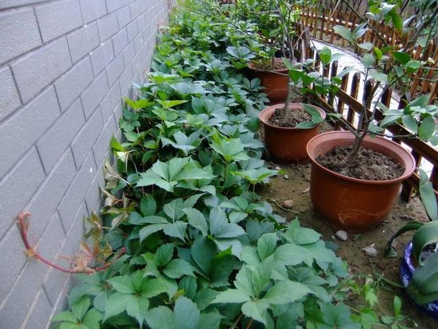 爬山虎也能做盆景？生長能力比較好，抗旱能力不錯