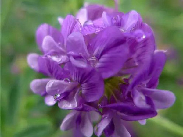 紫花苜蓿草怎么種植比較合適?種植方法有哪些? 紫花苜蓿草怎么種植比較合適?種植方法有哪些?