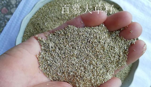 百慕大草坪經濟價值以及播種管理技術