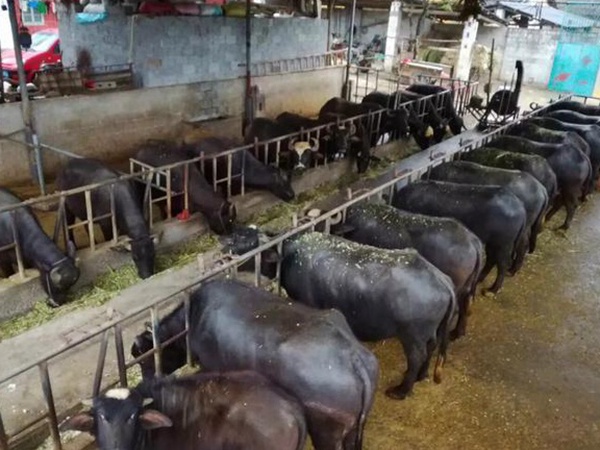 高產優(yōu)質的幾種牧草有哪些 高產優(yōu)質的幾種牧草有哪些