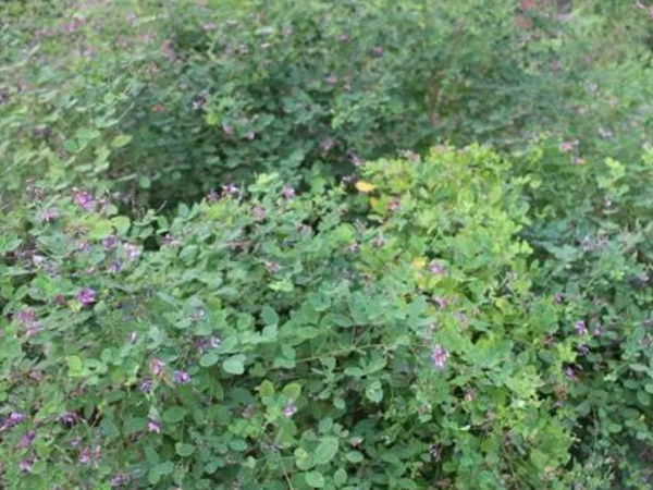 落葉灌木30——胡枝子生態(tài)習(xí)性