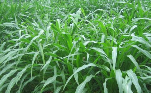 墨西哥玉米草有這些優勢，你懂嗎