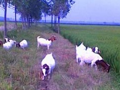 容易種植的牧草——黑麥草牧草種子