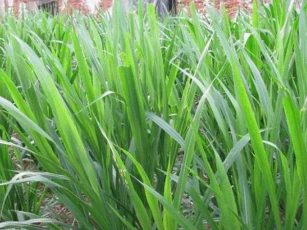 象草是一種高價值的飼料，種植栽培方法是什么