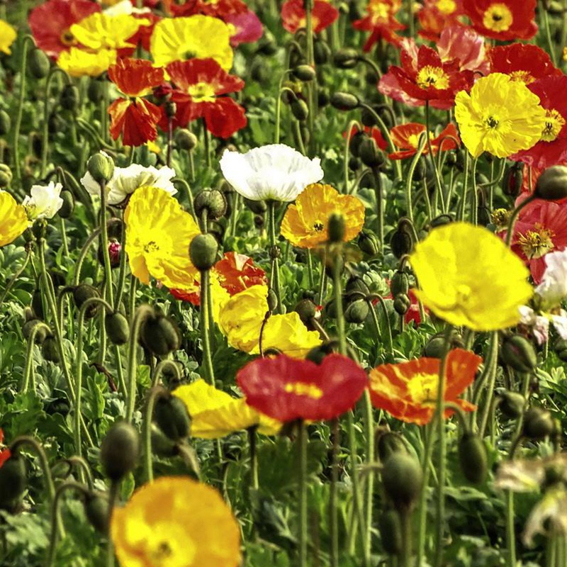冰島虞美人 冰島虞美人