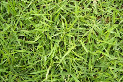 庭院草坪|院子里的天然草坪建植及養護方法