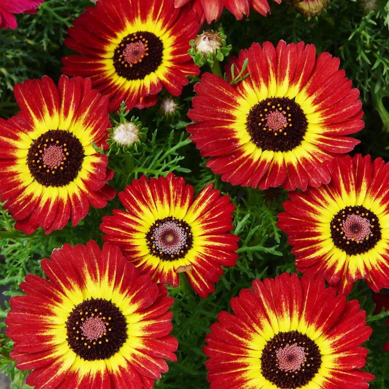 花環(huán)菊 花環(huán)菊