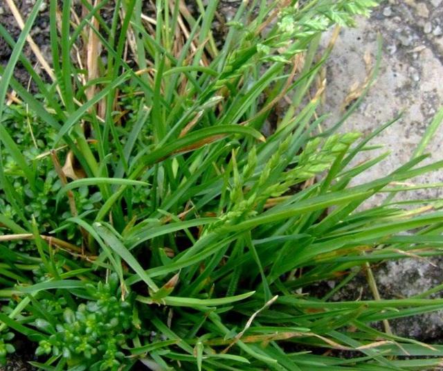 早熟禾優質的草坪草——早熟禾牧草種子 早熟禾優質的草坪草——早熟禾牧草種子